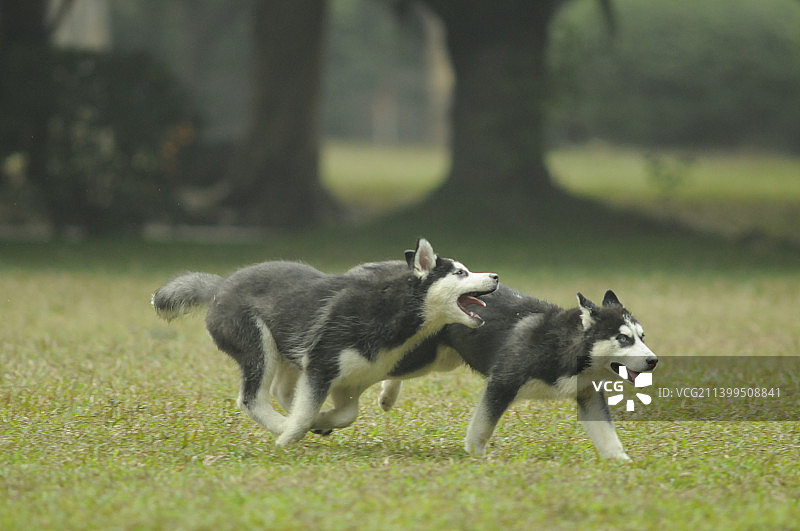 哈士奇图片素材