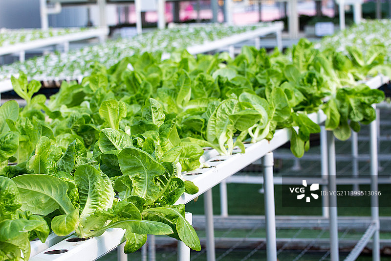 蔬菜无土栽培技术图片素材