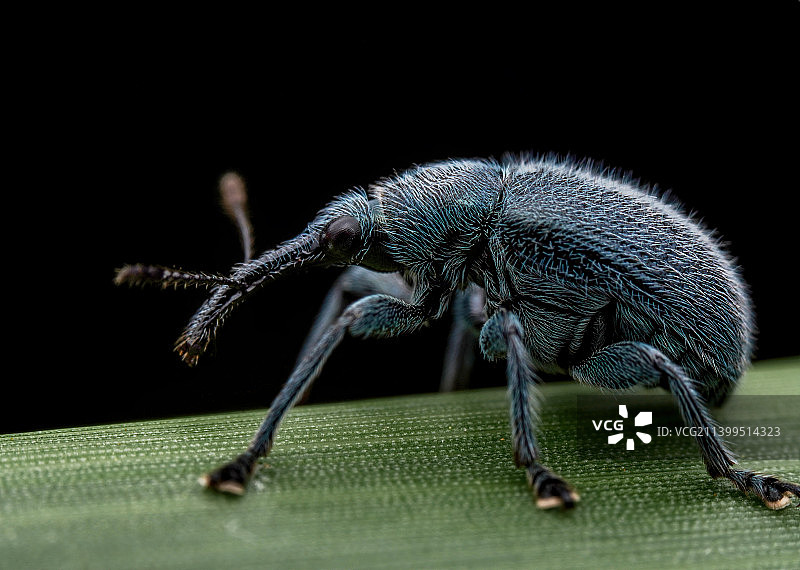 象鼻虫图片素材