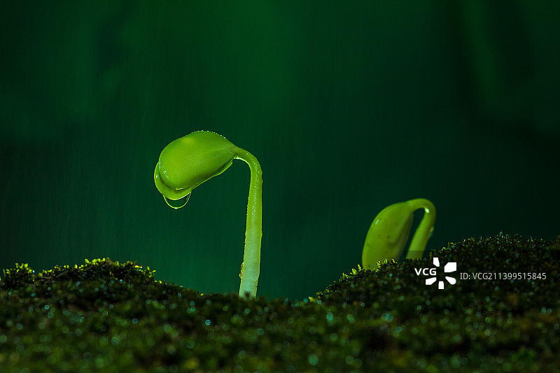 雨水中萌芽的绿色植物图片素材