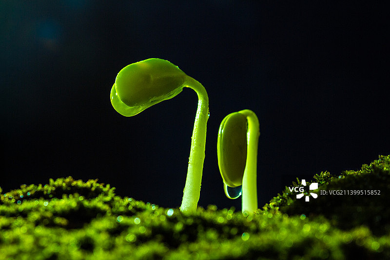 雨水中萌芽的绿色植物图片素材