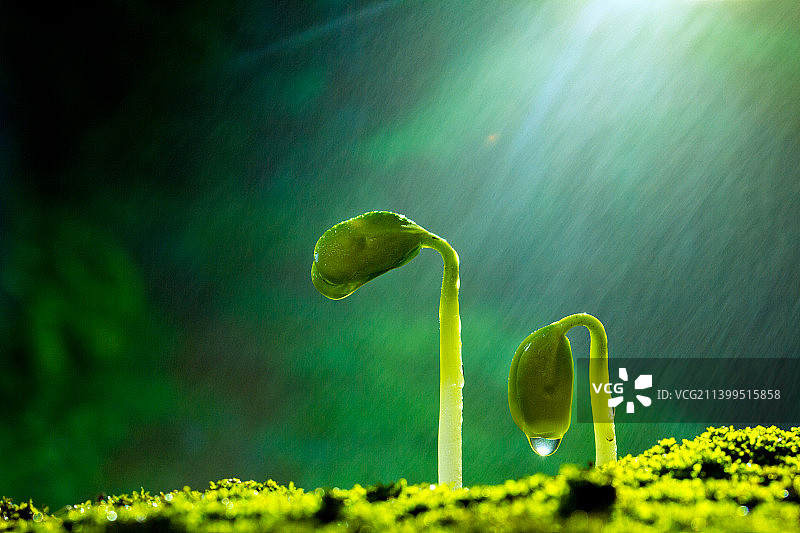 雨水中萌芽的绿色植物图片素材