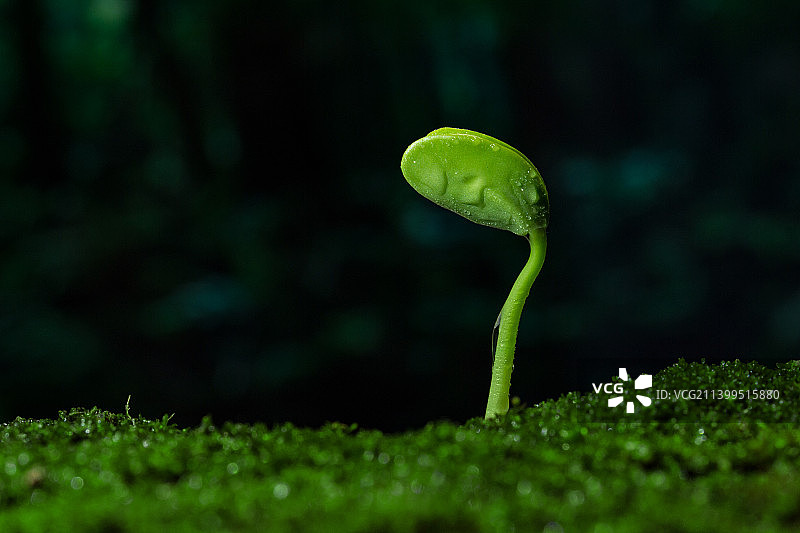 雨水中萌芽的绿色植物图片素材