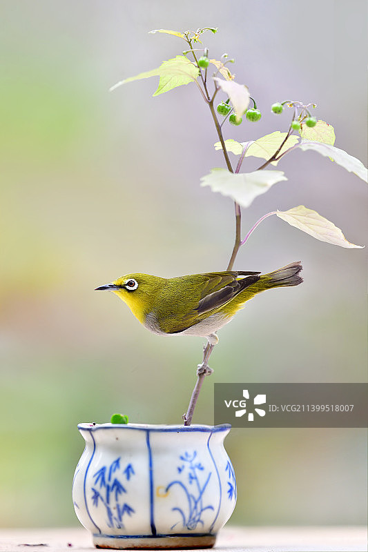 绣眼鸟图片素材