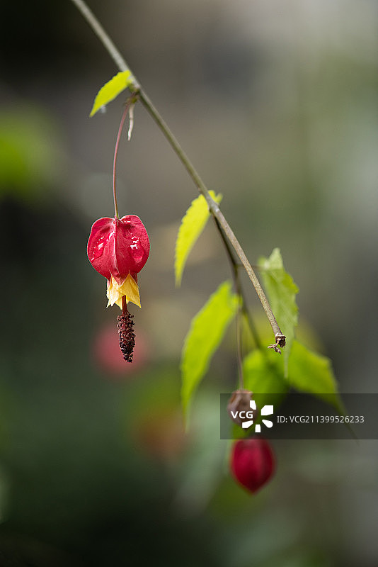 蔓性风铃花特写背景壁纸图片素材