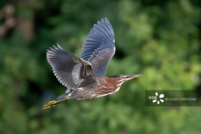 户外飞翔的苍鹭特写图片素材