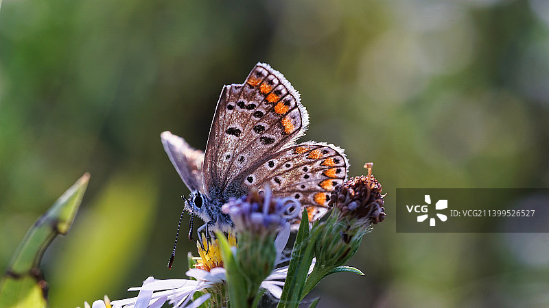 意大利花朵上授粉的蝴蝶特写图片素材