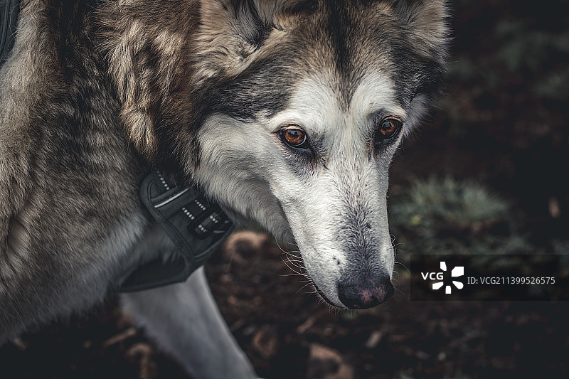 特写的狗图片素材