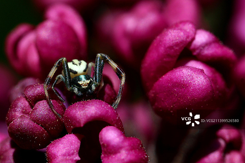 粉色花朵上的蜘蛛特写，法国图片素材