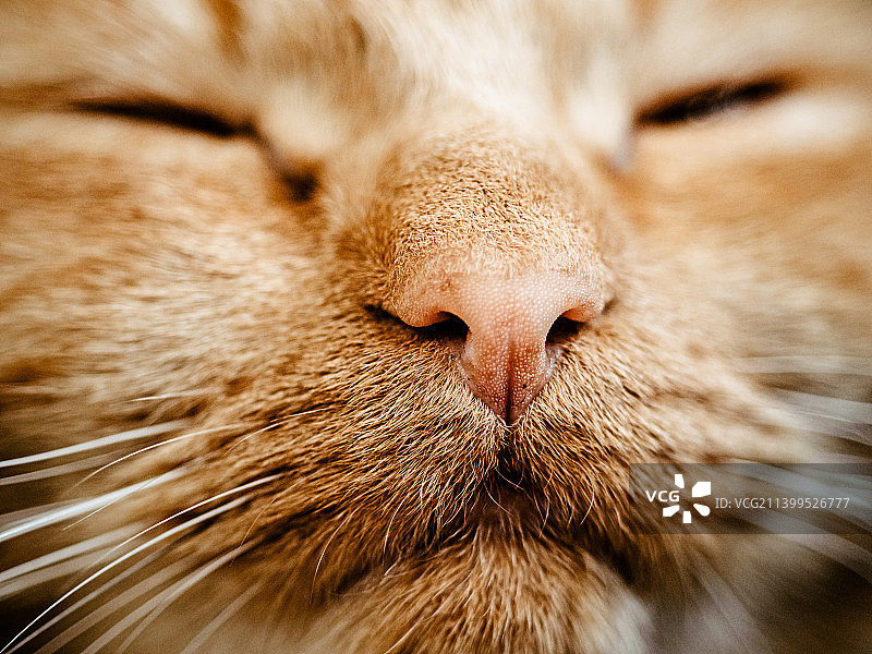 波兰睡觉的猫咪特写图片素材