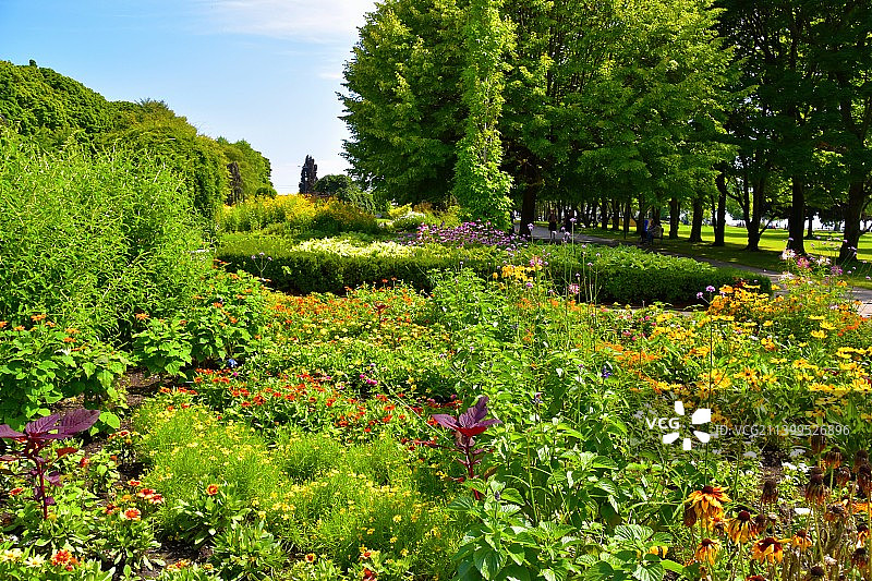 加拿大中心岛公园，公园里开花植物和树木的美景图片素材
