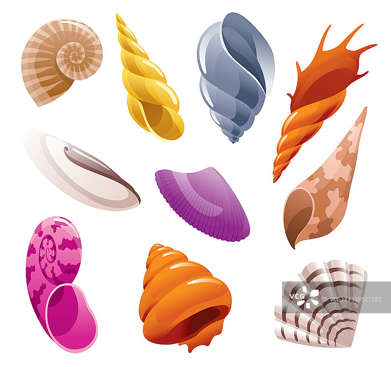 彩色热带贝壳组合图片素材