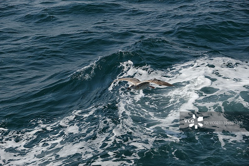 大海的俯视图图片素材
