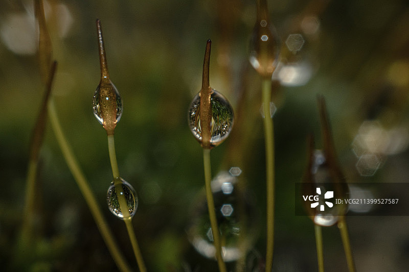 波兰科沙林植物上的水滴特写图片素材