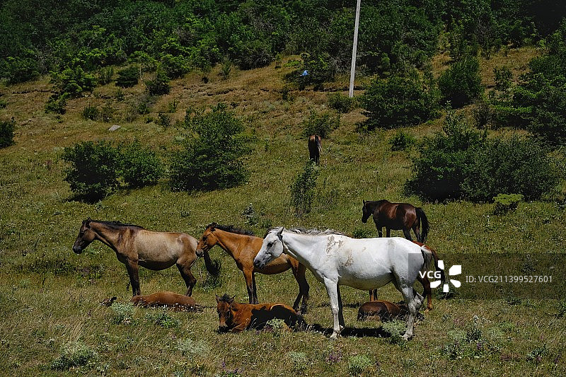 马站在田野上的侧面图图片素材