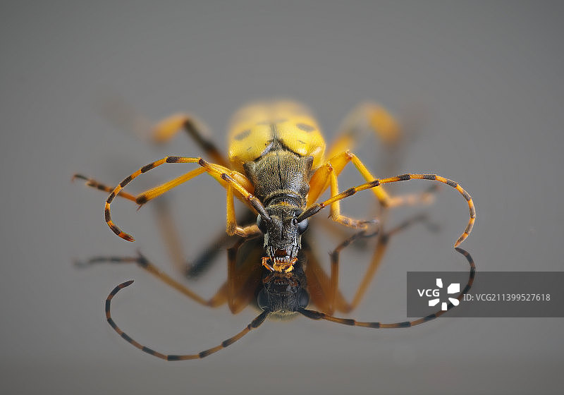 蜘蛛在树叶上的特写图片素材