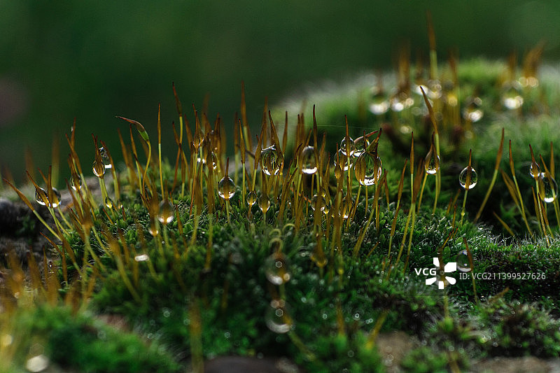 科沙林，波兰，田野上湿草的特写图片素材