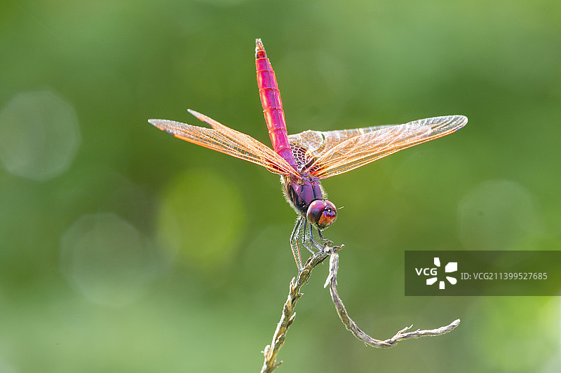 昆虫在植物上的特写图片素材