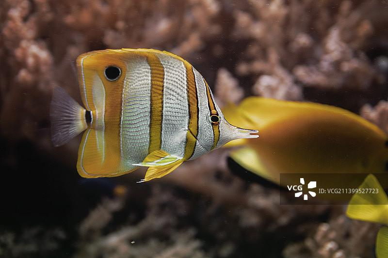 海水中热带喙珊瑚鱼的蝴蝶特写，波兰图片素材