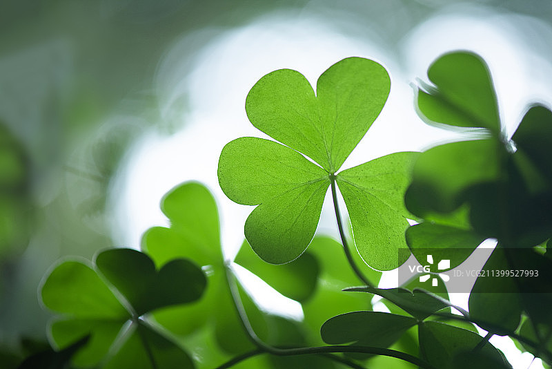 逆光三叶草特写噪点质感壁纸图片素材