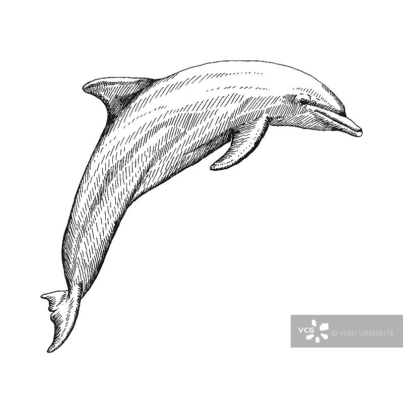 手绘素描风格海豚图片素材