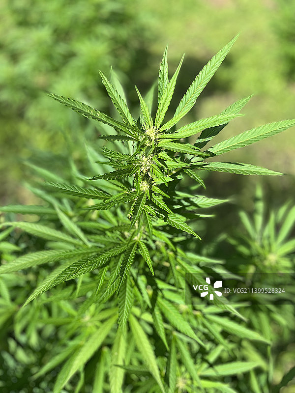 松树的特写图片素材