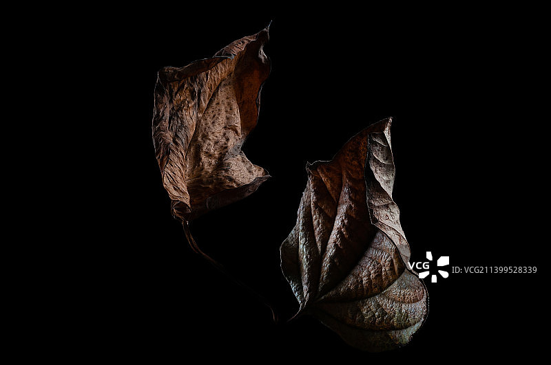 黑色背景上的干树叶特写，印度古吉拉特邦瓦多达拉图片素材