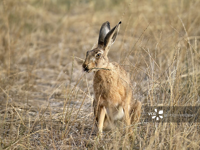 兔子在场上的特写图片素材