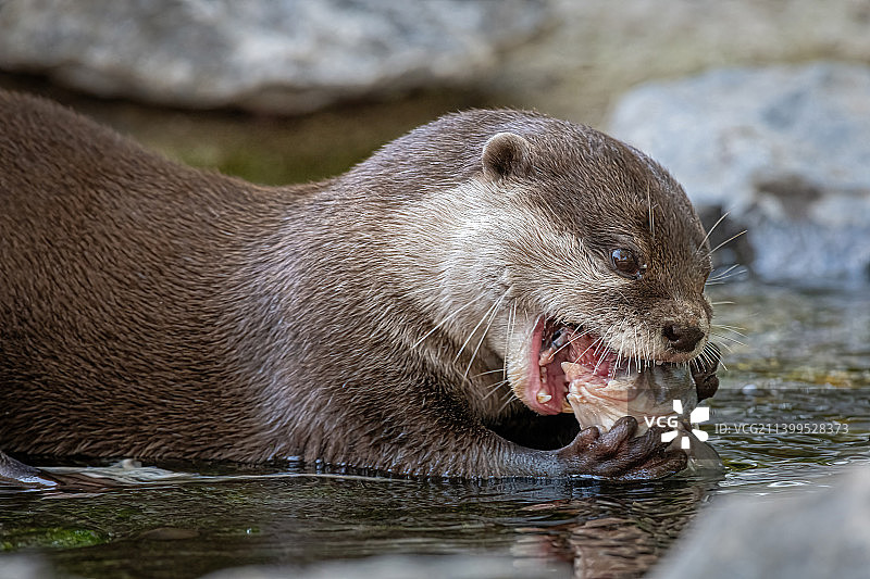 湖中游泳的海豹特写图片素材
