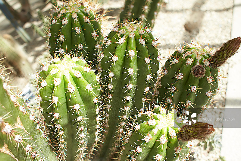仙人球，裸萼球和仙人掌花园中的仙人掌花，多种尺寸和颜色图片素材