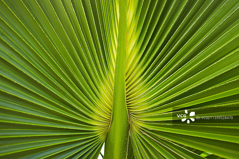贝叶棕的绿色棕榈叶图片素材