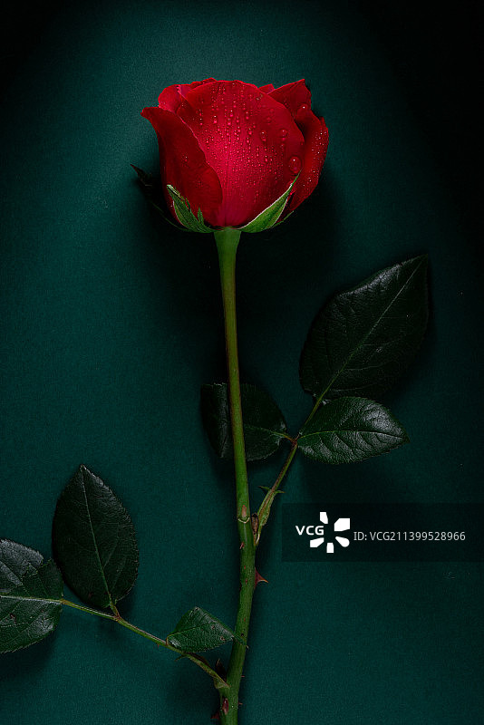 一支暗调氛围的创意玫瑰花特写图片素材