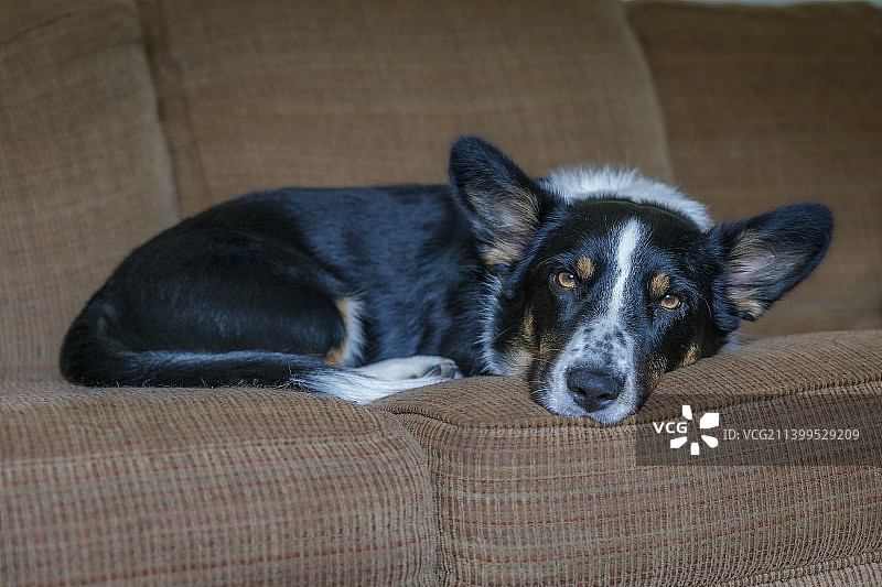 一只彭布罗克威尔士柯基犬躺在沙发上图片素材