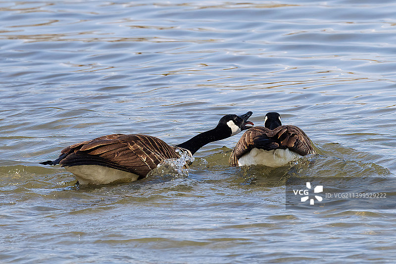 两只鹅白天在水中打斗图片素材
