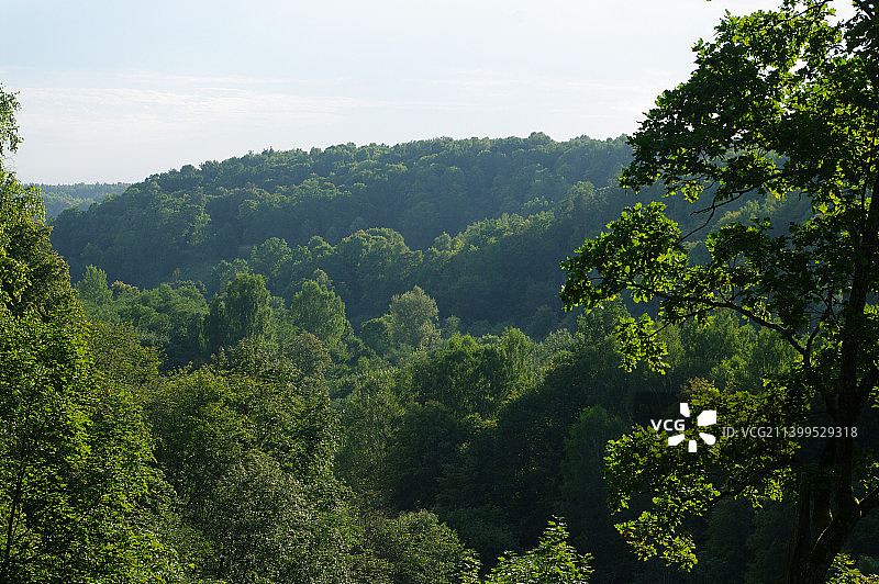 森林映衬天空的风景图片素材