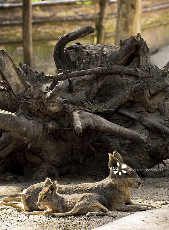 两只猎豹躺在匈牙利布达佩斯的地上图片素材