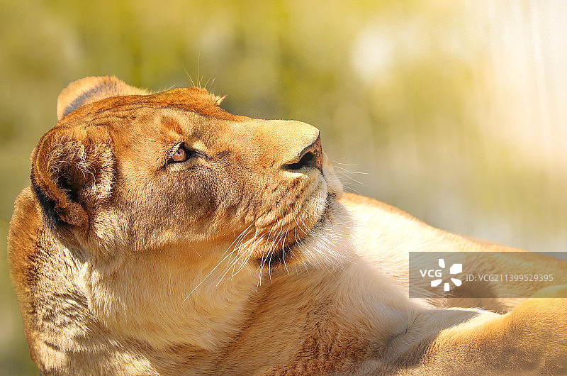 狮子特写图片素材