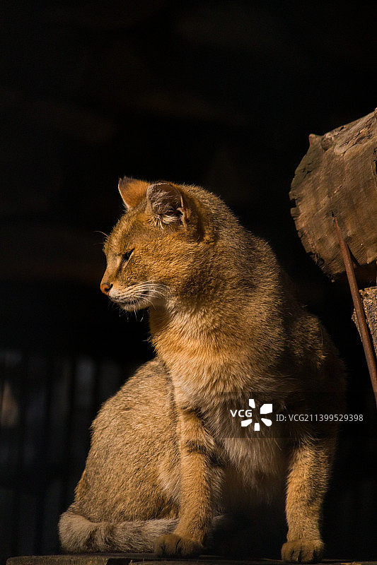 猫咪坐在户外的特写图片素材