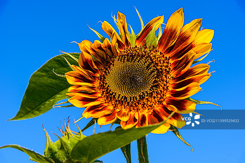 美国纽约州奇克托瓦加蓝天下向日葵特写图片素材