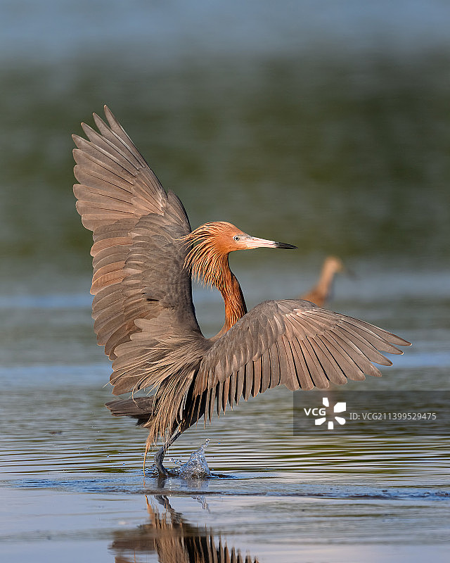 美国佛罗里达州萨尼贝尔岛，飞越湖面的白鹭特写图片素材
