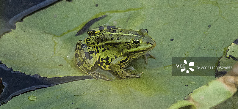 树叶上的青蛙特写图片素材