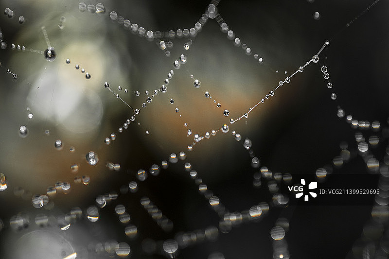 湿蜘蛛网特写图片素材