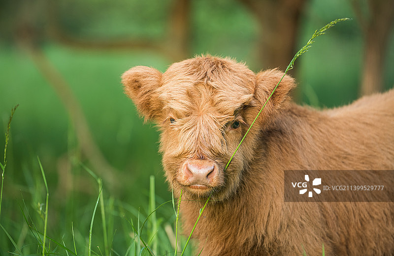 田野中小牛特写，比利时埃佩海姆图片素材
