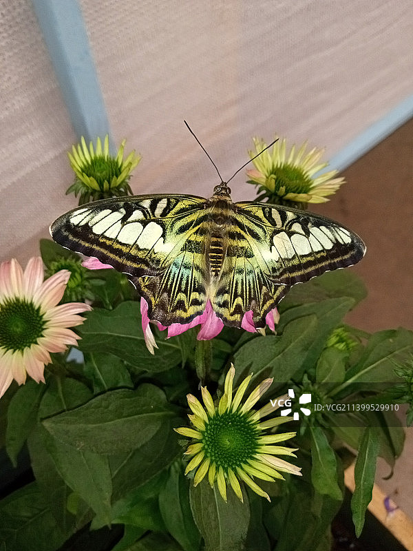美国纽约州锡拉丘兹，花朵上蝴蝶的特写图片素材