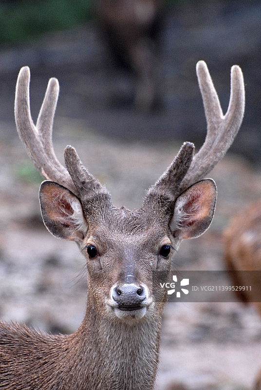 印度尼西亚雅加达，鹿的特写 портрет图片素材
