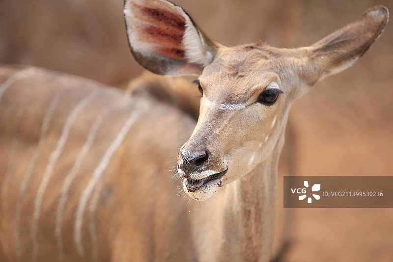 南非马洛斯公园的鹿的特写肖像图片素材