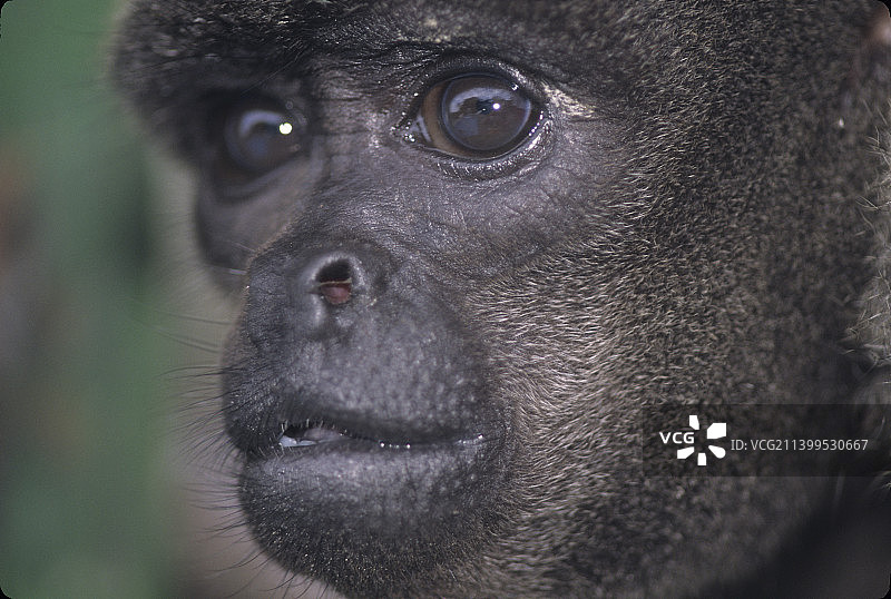 亚马逊雨林黑猩猩图片素材