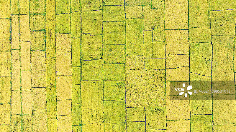 航拍稻田图片素材