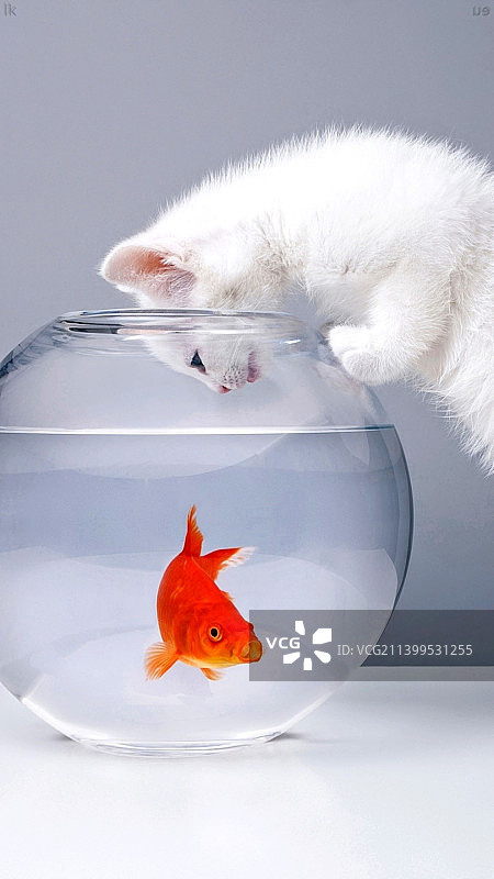 白色背景中的鱼缸金鱼特写图片素材