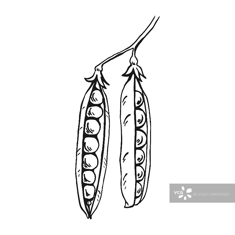 豌豆豆荚手绘草图图片素材